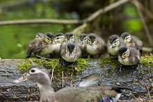 Wood Duck Female With Ducklings 