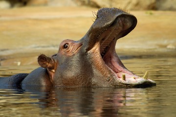 hippo in water