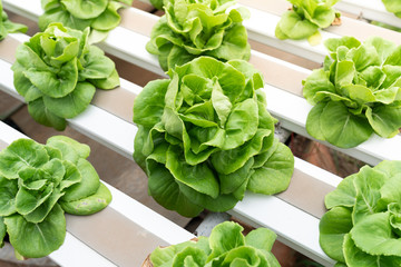 Hydroponic butterhead lettuce growing in greenhouse. Healthy, diet and clean food concept.