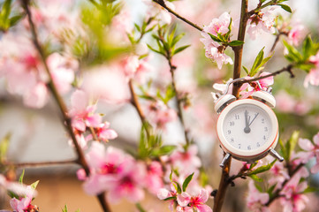 Wall Mural - The concept of the beginning of spring. Alarm clock on a flowering branch close-up and copy space. White clock and flowers as a postcard for the holiday.