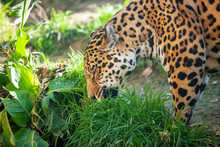 Jaguar Eats Grass - A Big Beautiful Dangerous Animal.