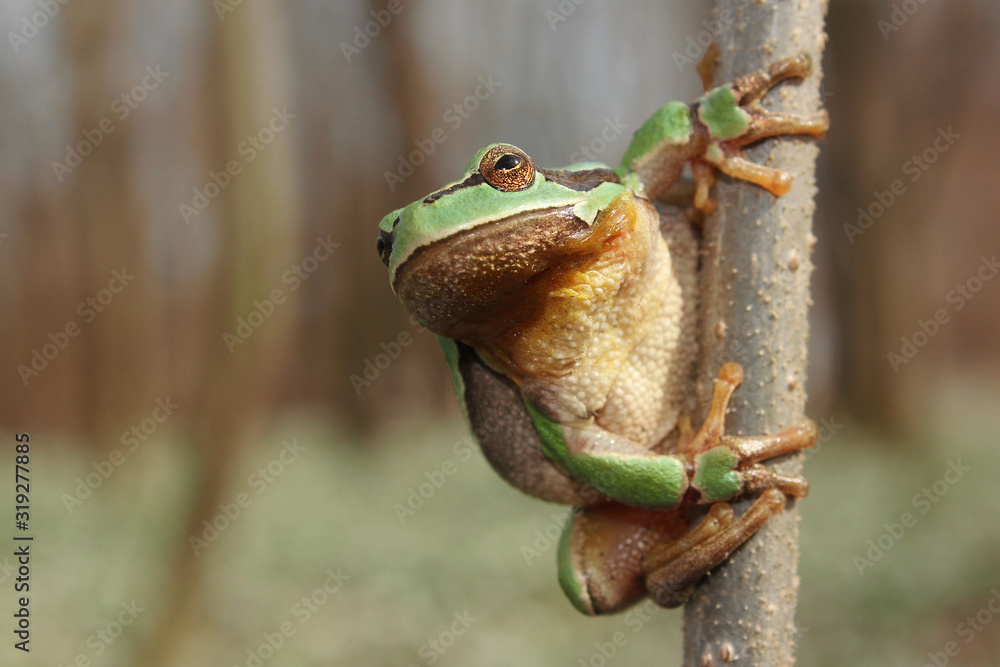 European tree frog (Hyla arborea) climbing the tree in natural habitat ...