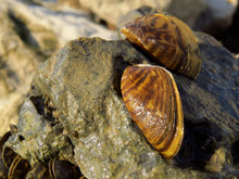 Zebra Mussel (Dreissena Polymorpha), A Small Freshwater Mussel, Very Invasive And Fast Spreading Freshwater Shell With Strong Byssal Fibers. Mollusca, Family Dreissenidae, 