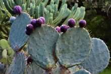 Cactus Flower Buds Closeup Botanical Garden 
