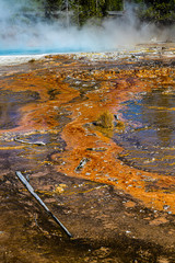 Wall Mural - NORRIS GEYSER BASIN, COLOR, Yellowstone National Park