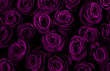 Beautiful Purple Roses Background. Color Of The Holiday. Gift To A Woman. Deep Purple Color.