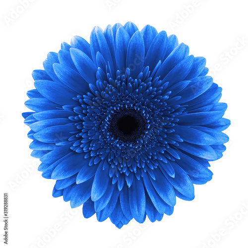 Blue gerbera daisy flower isolated white background clipping path © LiliGraphie