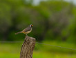 saltador de pico dorado (Saltator aurantiirostris), rey del bosque, pepitero piquigualdo, pepitero de collar