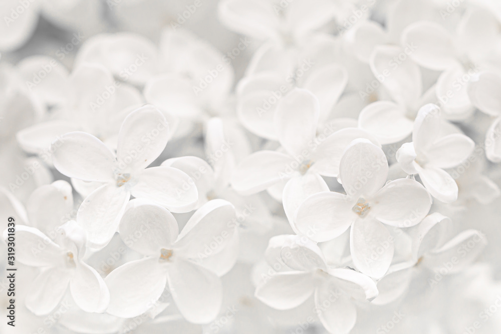 Natural background of white lilac flowers close-up. - obrazy, fototapety, plakaty 