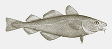 Threatened Atlantic Cod Gadus Morhua, Highly Commercial Food Fish