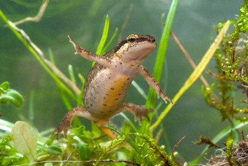 Wall Mural - Palmate newt / Fadenmolch (Lissotriton helveticus) - Female / Weibchen