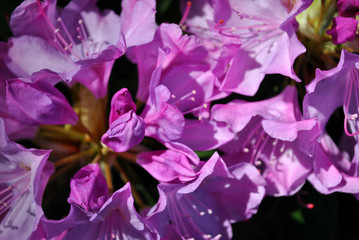  Soft purple rhododendron flowers close up macro detail, soft beautiful  natural organic background