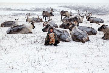 reindeers migrate for a best grazing in the tundra nearby of polar circle in a cold winter day.