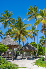 Wall Mural - Tropical beach with coconut palm trees on the island of Zanzibar, Tanzania, Africa. Travel and vacation concept