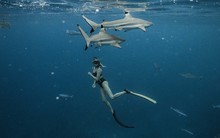Woman Swimming With Sharks