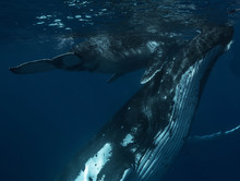 Humpback Whale And Calf
