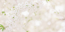 Cherry Branch With White Flowers. Spring Blooming Tree Background. Nature Backdrop. Blooming Spring Cherry Plant In Park. Blossom Sakura In Garden. Beautiful Flowers. Enchanting Nature Background
