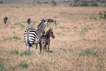 Wall Mural - rare zebra foal with polka dots (spots) instead of stripes, named tira after the guide who first saw