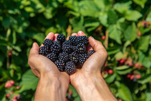 A Handful Of Ripe And Fresh Blackberry Fruits. Farm Worker Hands Full Of Blackberries Fruit In Close Up And Selective Focus View With Copy Space
