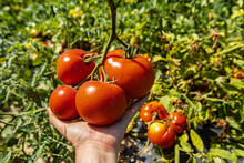Bunch Of Ripe Red Tomatoes Fruits On The Farmer's Hand In Selective Focus Close Up View, With Open Field Tomatoes Plants Leaves Background