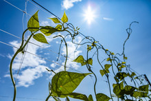 Selective Focus And Close Up Shot On Sugar Or Climbing Pea Leaves And Tendrils Growing Up On A Net Trellis. Against The Sun In The Blue Sky
