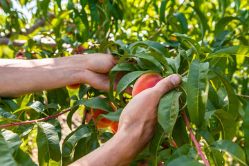 close up on farm worker hands as he picking ripe organic peach fruits from the tree branches, peaches and leaves in the background