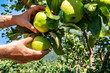 close up and selective focus shot on hands picking ripe and fresh green apple fruits from a tree branch full of leaves and apples