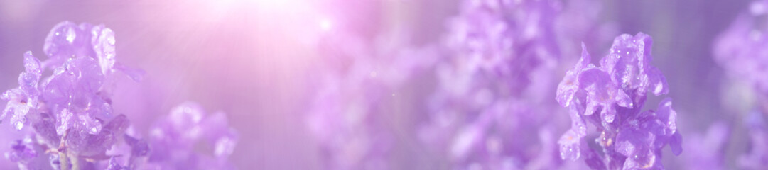 Canvas Print - panorama lavender field after the rain.