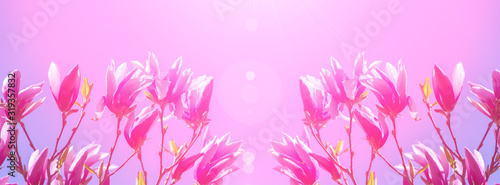 Banner pink magnolia flower on a branch