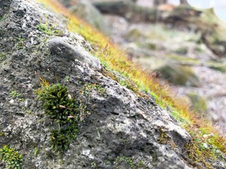 moss on a rock