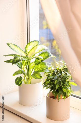 Cuadros en Lienzo Beautiful potted plants on window sill at home