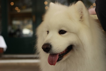 playful portrait of a cute fluffy furry happy Samoyed male family pet dog posing in a park in winter, Victoria Australia