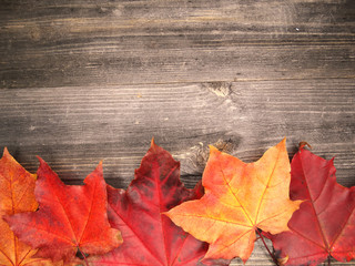 autumn forest with maple trees on wooden background