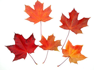 Wall Mural - maple leave isolated on white background