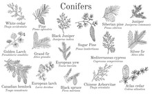 Set Of Different Conifiers Branches With Cones