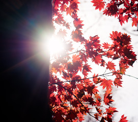 Wall Mural - Autumnal ornament, red leaves of maple