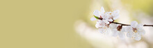 Blossoming Sakura Branch, Delicate White Petals Close-up Photo. Amazing Tender Springtime Garden Nature Background, Sunny Day, Selective Focus, Shallow Depth Of Field. Copy Space