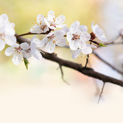 Wall Mural - Tender nature garden landscape, spring sunny day. A branch of a blossoming sakura with delicate white petals, close-up. beautiful blurred background, selective focus shallow depth of field.