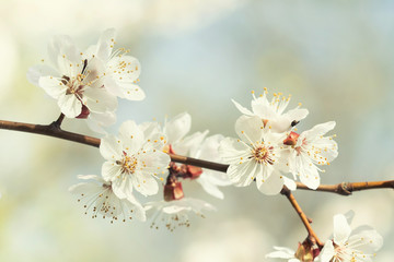 Wall Mural - Macro view blooming Sakura tree branch. Beautiful branch of a fruit tree with blossom flowers white petals. shallow depth of field selective focus