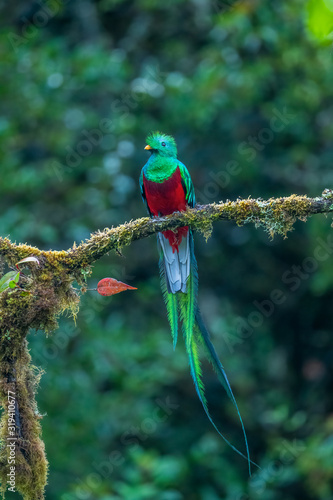 Fotografía Resplendent Quetzal, Pharomachrus mocinno, from Savegre in Costa Rica with blurred green forest in background