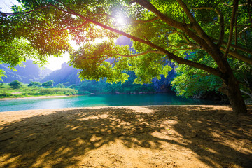 Canvas Print - Green tree and river