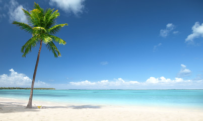 Wall Mural - palm and beach