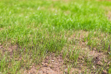 Wall Mural - close-up of new grass growing on lawn with dry soil
