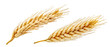 © Corona Borealis - Fresh golden wheat ear isolated. Wheat ears composition close up, focus stacking, white background. Agriculture farming cereals harvest, healthy food, bread, beer package design clip art elements