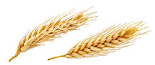 Fresh Golden Wheat Ear Isolated. Wheat Ears Composition Close Up, Focus Stacking, White Background. Agriculture Farming Cereals Harvest, Healthy Food, Bread, Beer Package Design Clip Art Elements