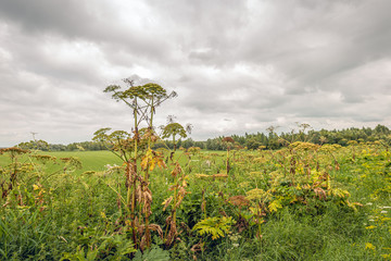 Canvas Print - Blooming and overblown common hogweed against a gray cloudy sky