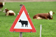 Kühe auf einer Weide - Cows in a pasture