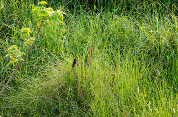 grass on green background