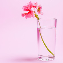 A Geranium Flower Of Coral Color Stands In A Glass Beaker With Clear Water Against A Background Of A Delicate Coral Color