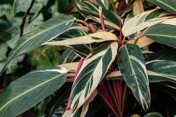 close up photo of leaves of stromanthe sanguinea plant. green leaves of plant from family arrowroot 